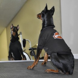 T-shirt per cani Harley-Davidson